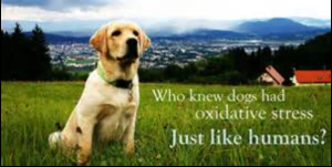 Screen Shot 2015-11-12 at 10.00.25 AM